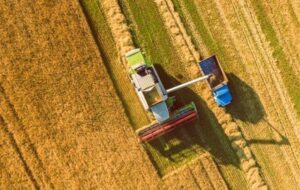 پیش بینی تولید 13 میلیون تن گندم در سال جاری پیش بینی تولید 13 میلیون تن گندم در سال جاری