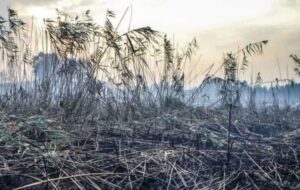 پیگیری بینالمللی خسارات زیستمحیطی جنگ پیگیری بینالمللی خسارات زیستمحیطی جنگ