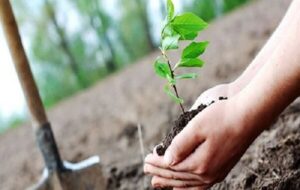 کاشت نهال به یاد شهدای جنگ تحمیلی رمضان به بهانه روز جهانی زمین پاک کاشت نهال به یاد شهدای جنگ تحمیلی رمضان به بهانه روز جهانی زمین پاک