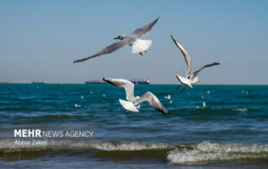 کاهش سالانه ۲۰ سانتیمتری عمق دریای خزر کاهش سالانه ۲۰ سانتیمتری عمق دریای خزر