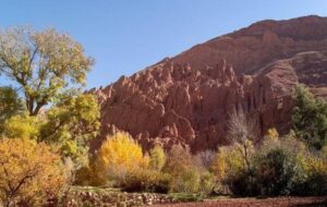 بحران تنوع زیستی، تهدیدی جهانی برای آینده بشریت است بحران تنوع زیستی، تهدیدی جهانی برای آینده بشریت است