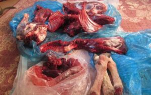 دستگیری شکارچی غیر مجاز در شاهرود؛ لاشه قوچ وحشی کشف شد دستگیری شکارچی غیر مجاز در شاهرود؛ لاشه قوچ وحشی کشف شد