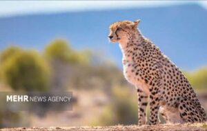 راهکارهای نجات یوز آسیایی؛ کنترل سرعت و فنسکشی در مسیرهای پرخطر راهکارهای نجات یوز آسیایی؛ کنترل سرعت و فنسکشی در مسیرهای پرخطر