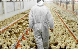 کل زنجیره طیور یکپارچه میشود کل زنجیره طیور یکپارچه میشود