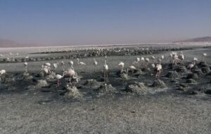 ثبت کلنیهای جوجهآوری فلامینگوی بزرگ در تالابهای بختگان و مهارلو ثبت کلنیهای جوجهآوری فلامینگوی بزرگ در تالابهای بختگان و مهارلو