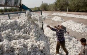 ایران بزرگ‌ترین خریدار پنبه تاجیکستان شد