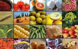 صادرات 15 محصول کشاورزی آزاد شد+ جدول صادرات 15 محصول کشاورزی آزاد شد+ جدول
