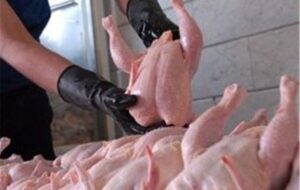 صادرات گوشت مرغ مجاز مشروط شد صادرات گوشت مرغ مجاز مشروط شد