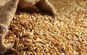 نرخ مصوب گندم صنف و صنعت 53 هزار تومان تعیین شد نرخ مصوب گندم صنف و صنعت 53 هزار تومان تعیین شد