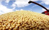 کاهش ۷.۴درصدی میانگین قیمت جهانی سویای صادراتی در ۲۰۲۵؛ سهم ایران از بازار جهانی چقدر است؟ کاهش ۷.۴درصدی میانگین قیمت جهانی سویای صادراتی در ۲۰۲۵؛ سهم ایران از بازار جهانی چقدر است؟